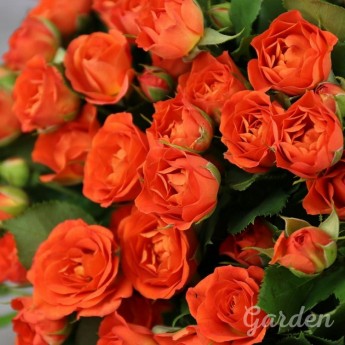 51 оранжевая кустовая роза